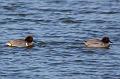 Green-winged Teal 011109 050